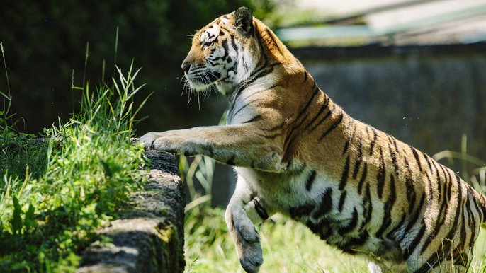 Tygrys w łódzkim ZOO - fot. z arch. UMŁ