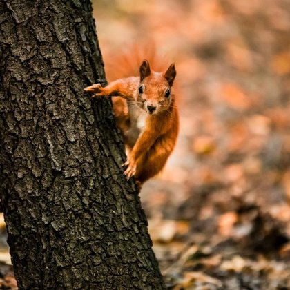 Wiewiórka w Lesie Łagiwnickim , fot. UMŁ