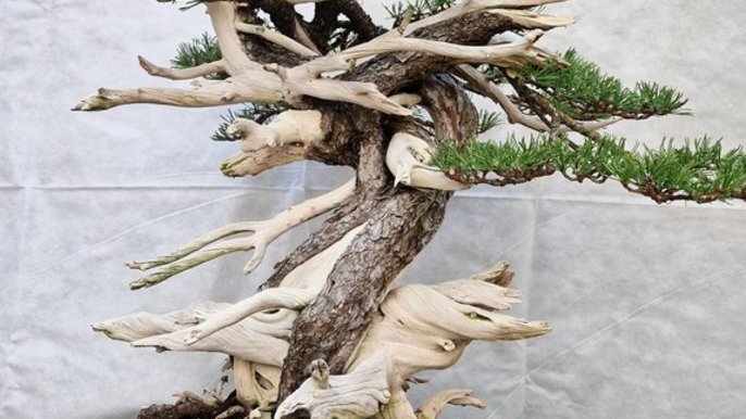  - Warsztaty „FORMOWANIE DRZEW W SZTUCE BONSAI” w Palmiarni Ogrodu Botanicznego