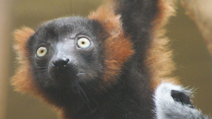 Eco, lemur wari z łódzkiego ZOO - fot. mat. pras.