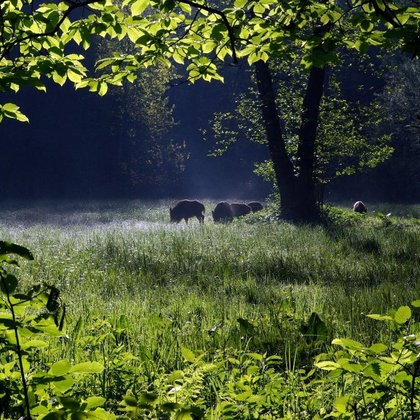 Dziki w Lesie Łagiewnickim 