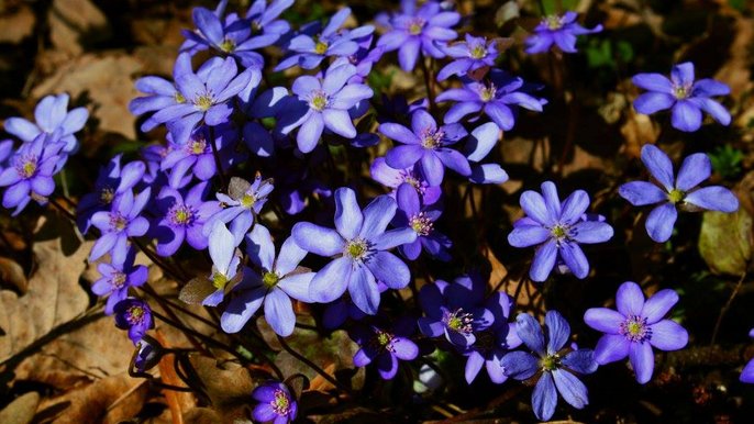 Przylaszczka pospolita (Hepatica nobilis) - fot. K. Biadasiewicz