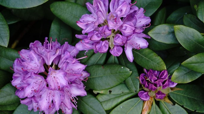 Rododendrony - fot.Kamila Kolasińska